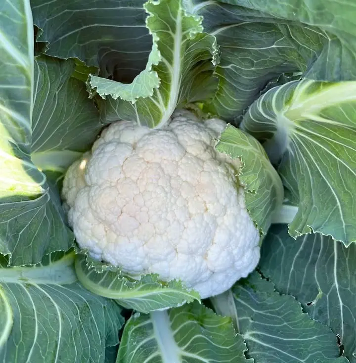 Coliflor4.webp