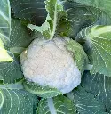 Coliflor4.webp