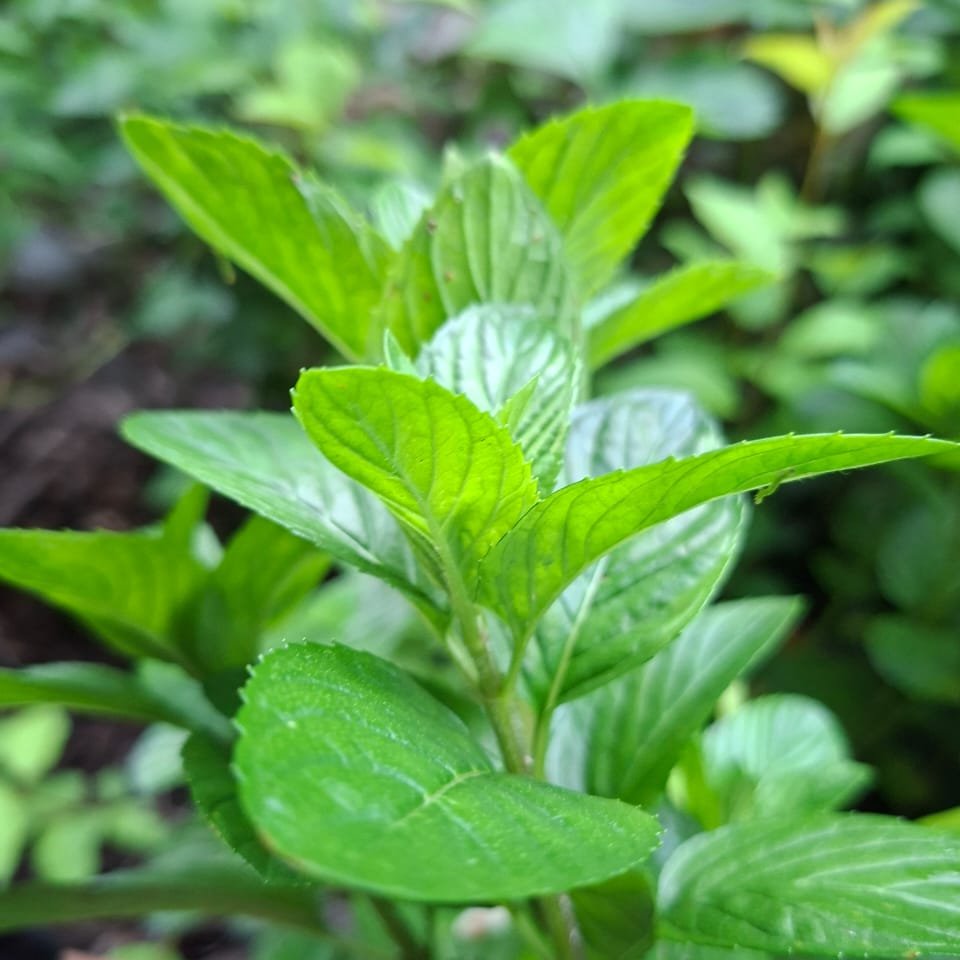 Hierbabuena Fresca Agroecológica · Ramo de la Huerta