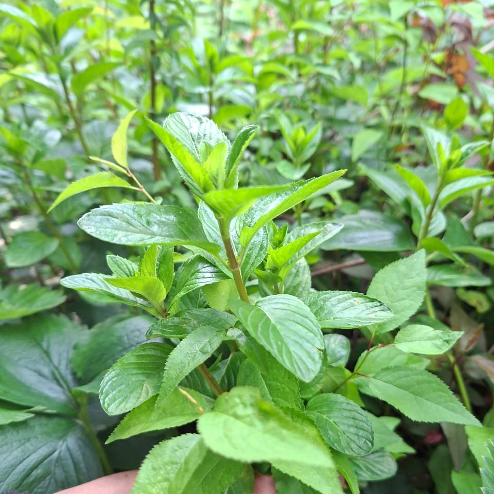 Hierbabuena Fresca Agroecológica · Ramo de la Huerta
