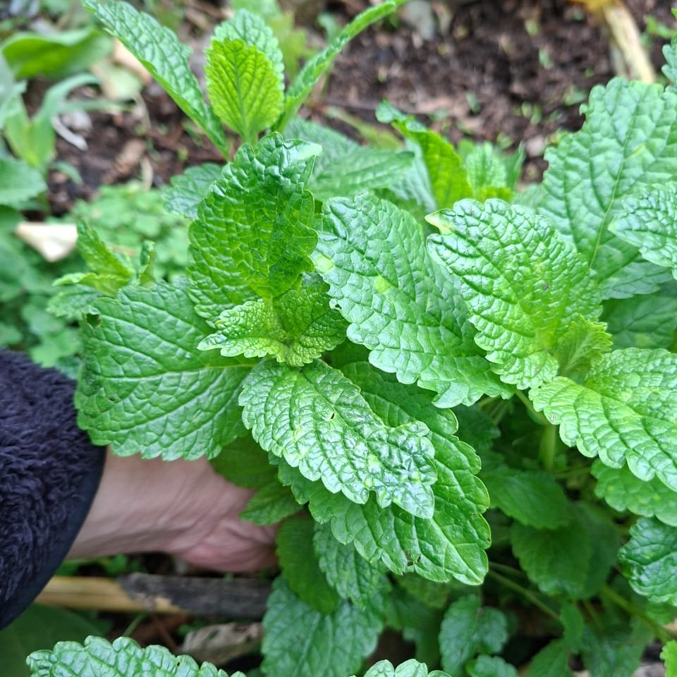 Toronjil (Melisa) Fresco Agroecológico · Ramo de la Huerta