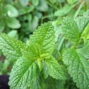 Toronjil (Melisa) Fresco Agroecológico · Ramo de la Huerta
