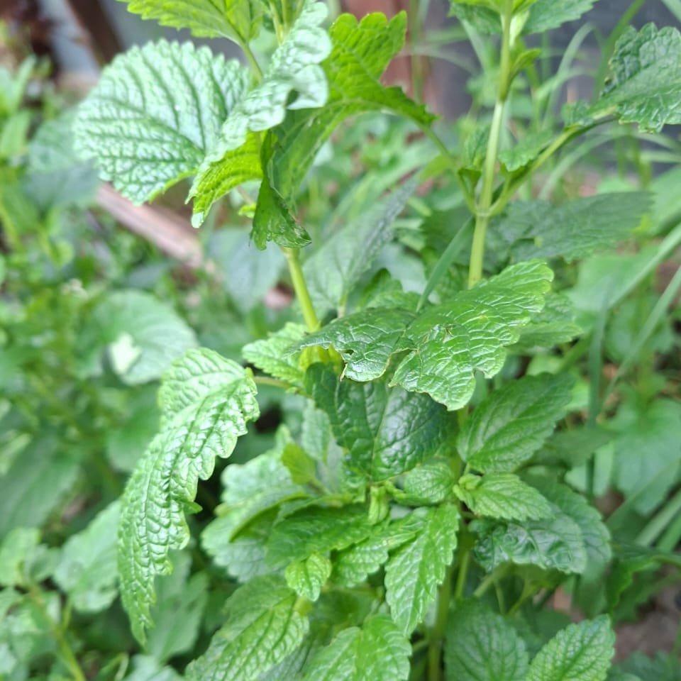 Toronjil (Melisa) Fresco Agroecológico · Ramo de la Huerta