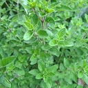 Orégano Fresco Agroecológico · Ramo de la Huerta