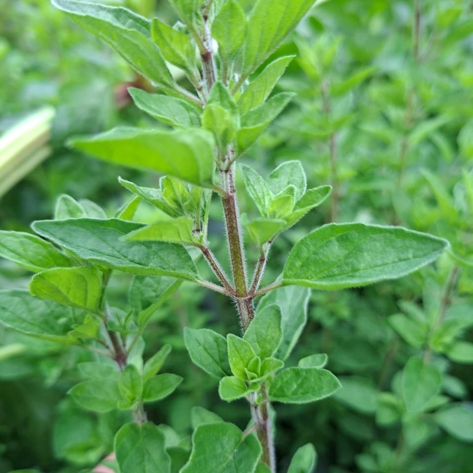 Orégano Fresco Agroecológico · Ramo de la Huerta