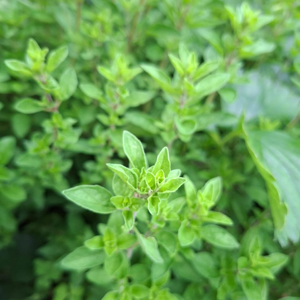 Orégano Fresco Agroecológico · Ramo de la Huerta