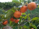 Mancaqui