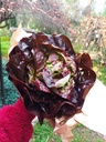 Lechuga orgánica