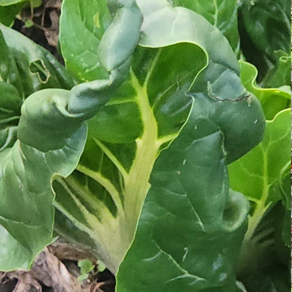 Acelgas Verde