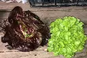 Lechuga orgánica