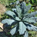 Kale Toscano