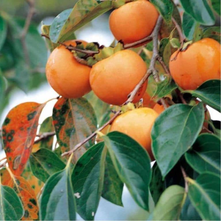 Mancaqui