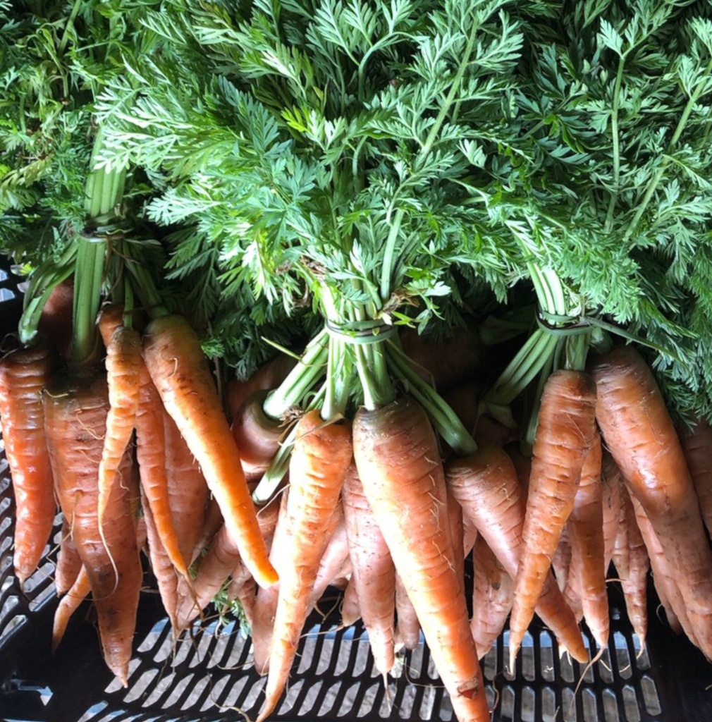 Zanahorias orgánicas pqt