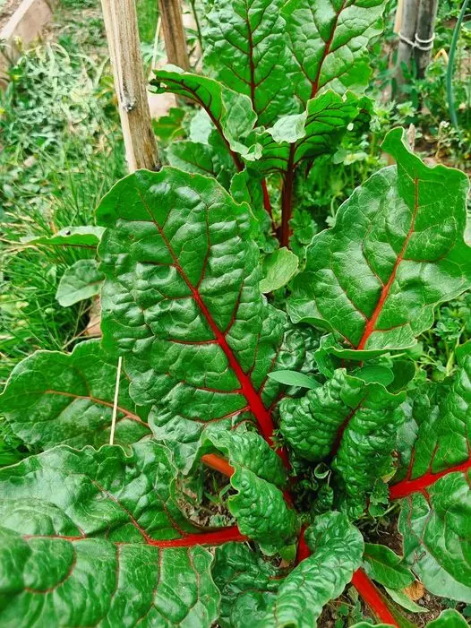 Acelgas Rojas Orgánicas