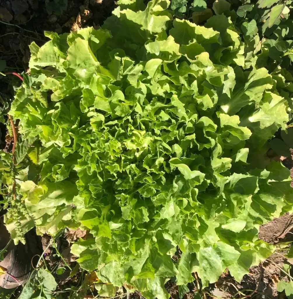 Achicoria Italiana Orgánica