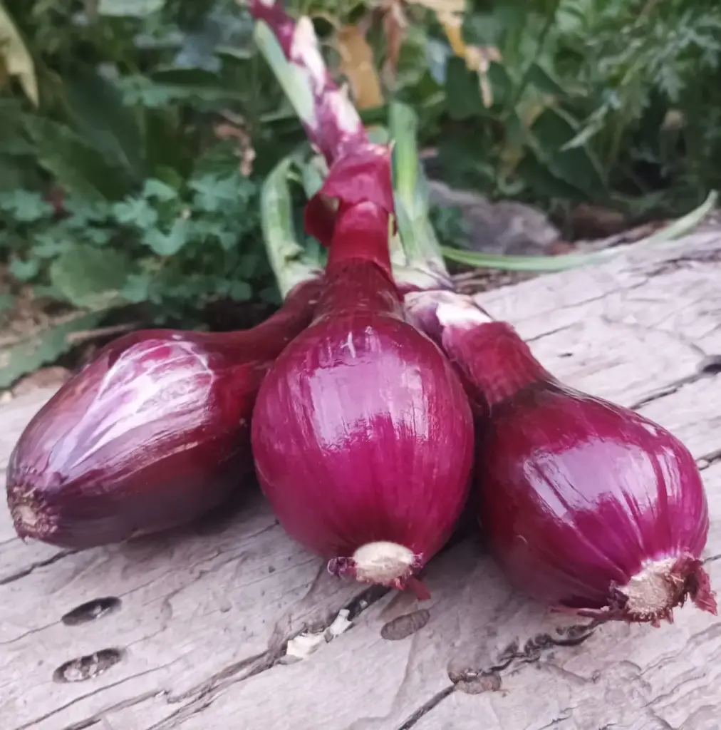 Cebollas Moradas con rama x3 