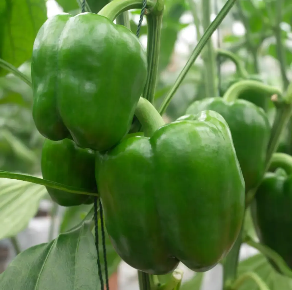 Pimentones Verde x 2  