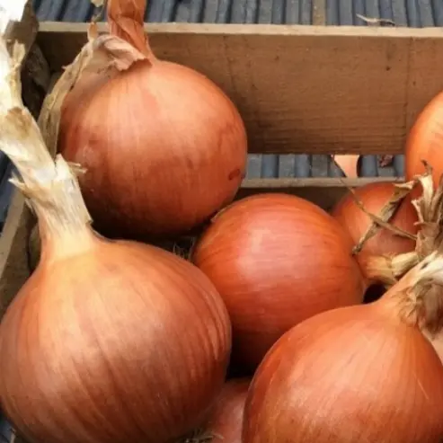 Cebollas Guarda orgánicas kilo