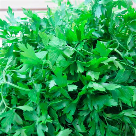 Cilantro Orgánico