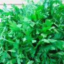 Cilantro Orgánico