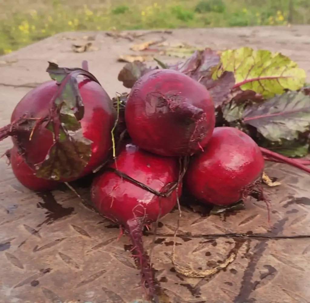 Betarragas orgánicas atado