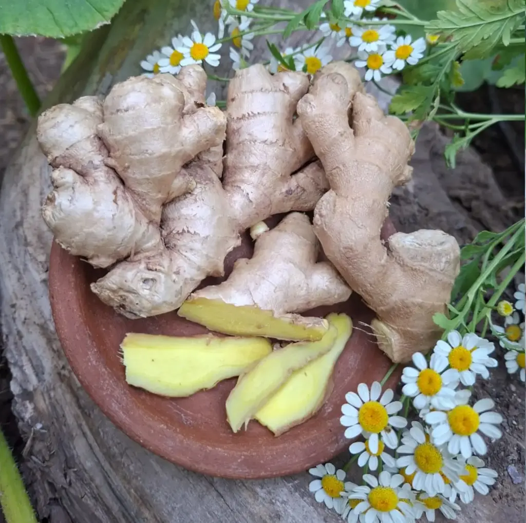 Jengibre Raíz 200 grs