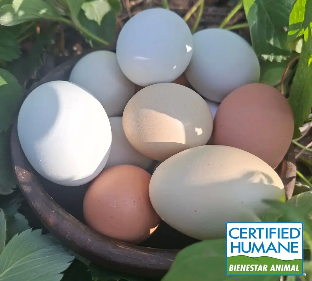 Huevos de colores free-cage certificados