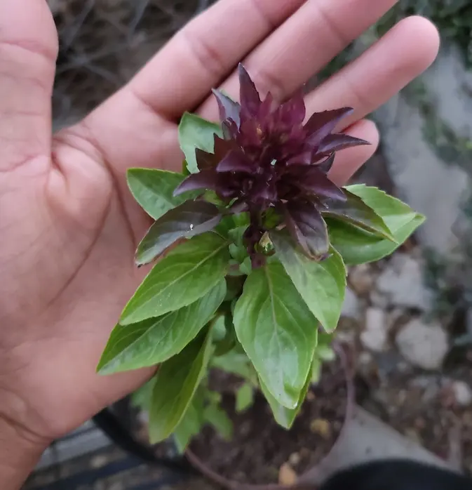 Albahaca Tailandesa Orgánica