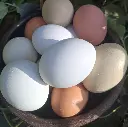 Huevos de Campo - Freecage- Colores