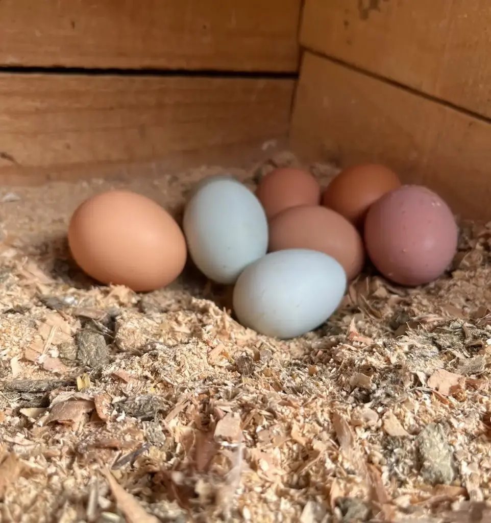Huevos de Gallinas Libre Pastoreo