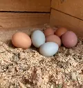 Huevos de Gallinas Libre Pastoreo 30und