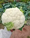 Coliflor
