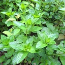 Hierbabuena (Menta) Fresca Agroecológica · Ramo