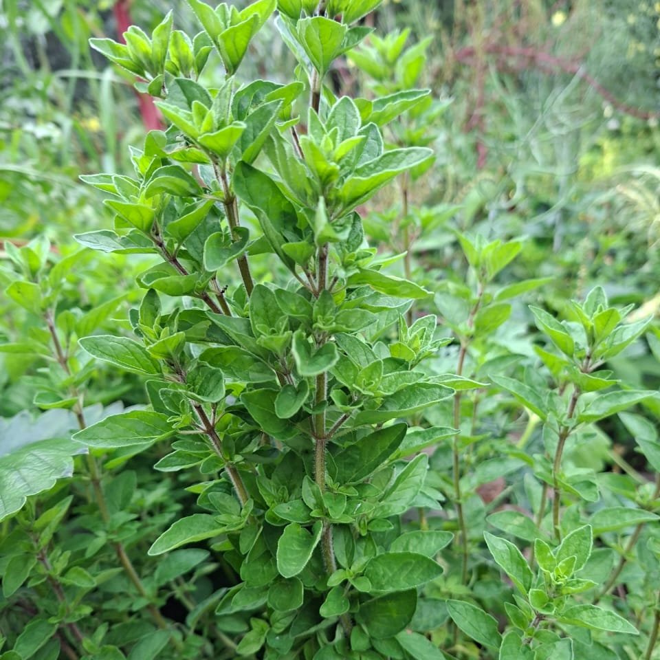 Orégano Fresco Agroecológico · Ramo