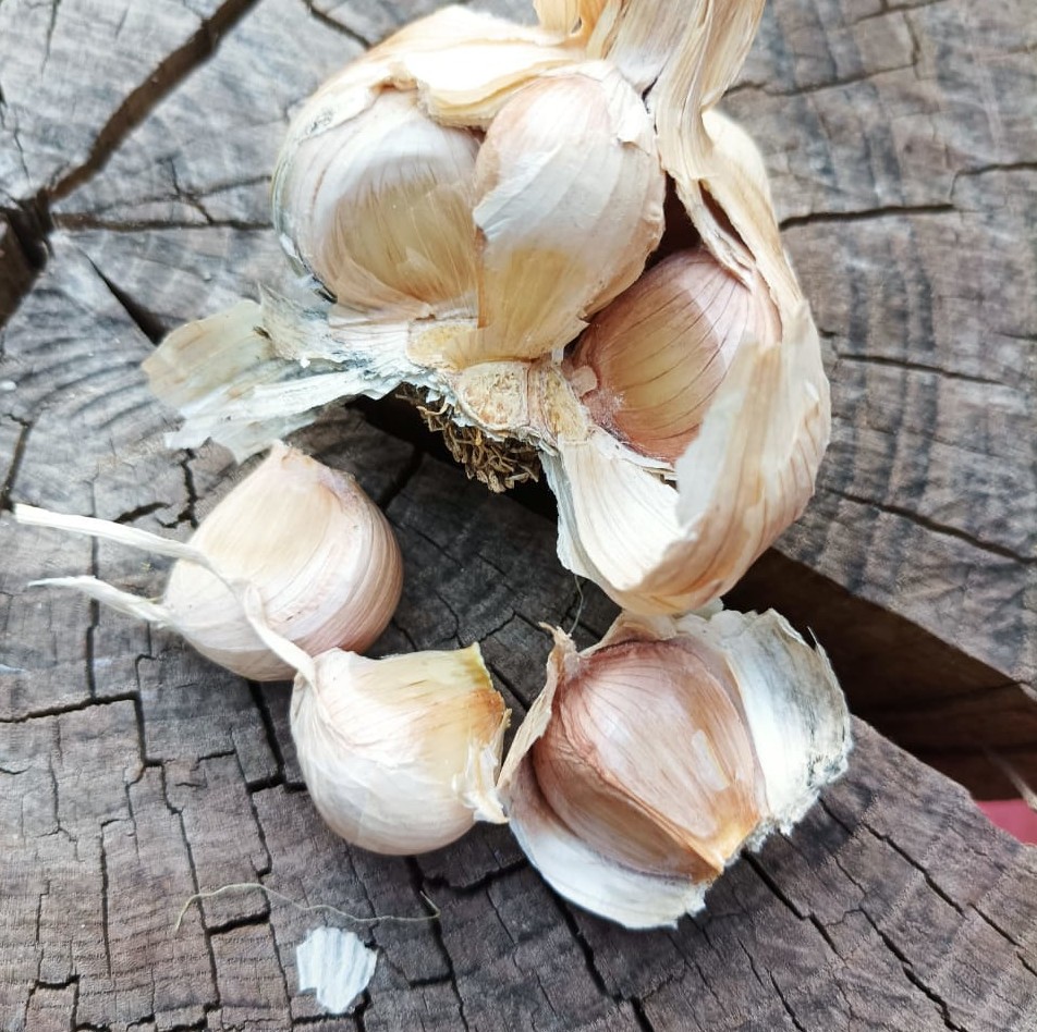 Ajos chilenos 2 unidades