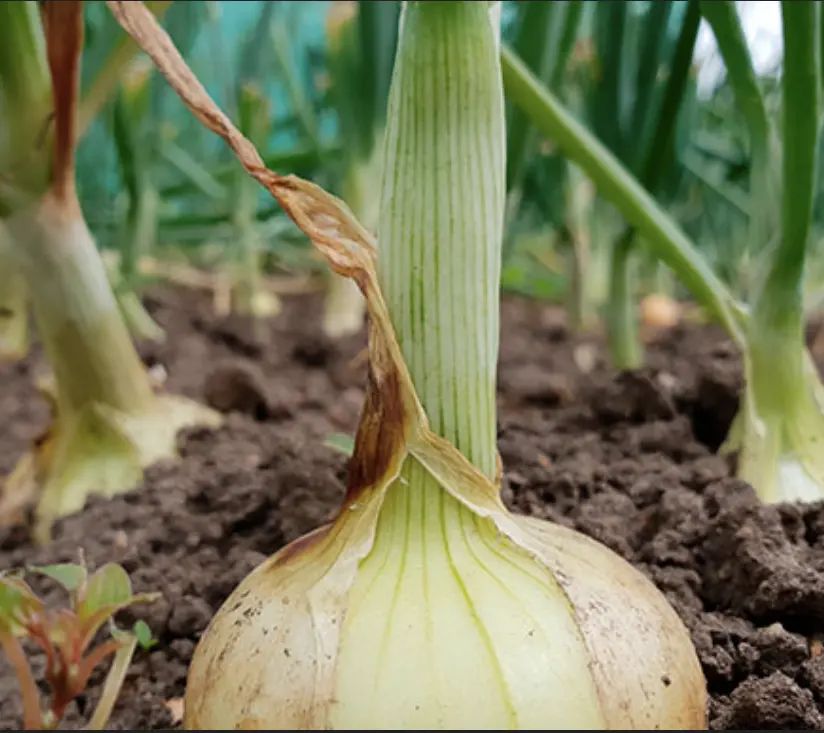 Cebollas nuevas orgánicas x3