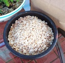 Avena en hojuelas - 1.5 kgs.