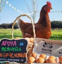 Huevos Agroecológicos SUPER Grandes