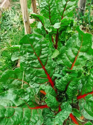 Acelgas Rojas Orgánicas