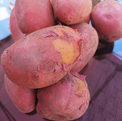 Papas orgánicas 2k Araucana