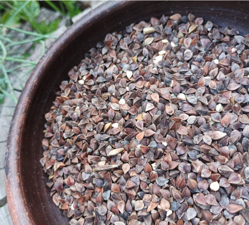 Trigo Sarraceno Semilla 250grs