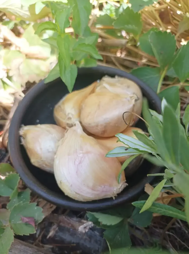 Ajo chilote orgánico