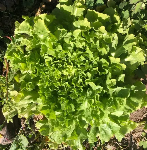 Achicoria Italiana Orgánica