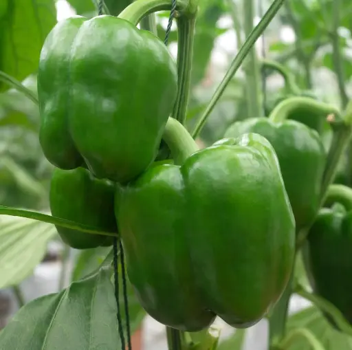 Pimentones Verde x 2  