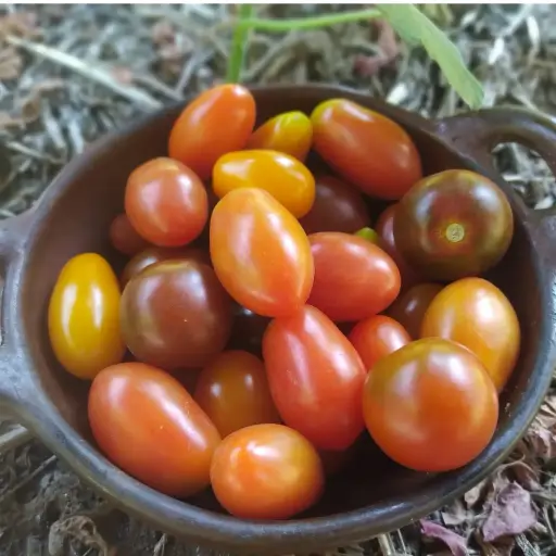 Tomates cóctel Orgánicos