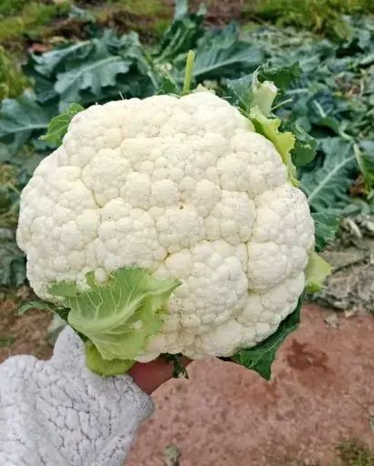 Coliflor