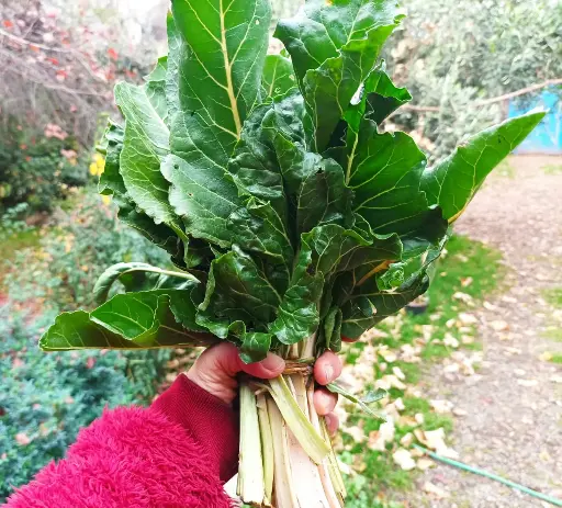 Acelgas Verde