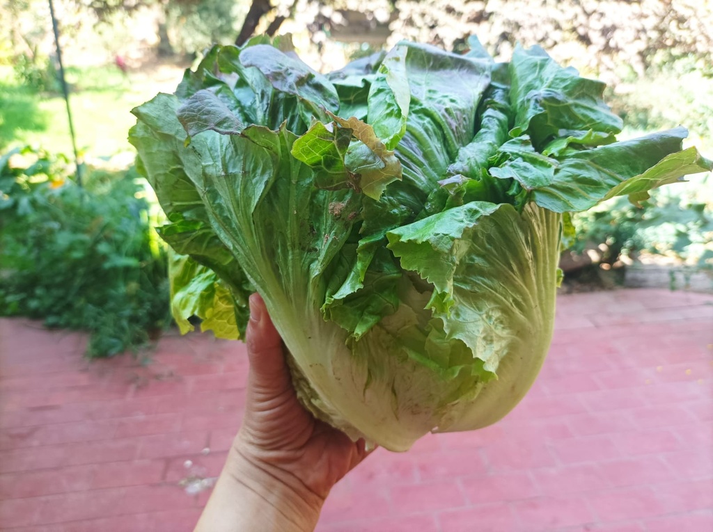 Lechuga orgánica