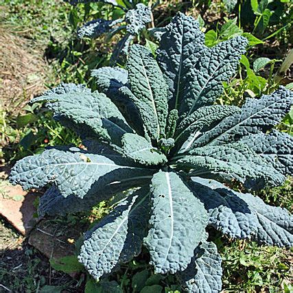 Kale Toscano